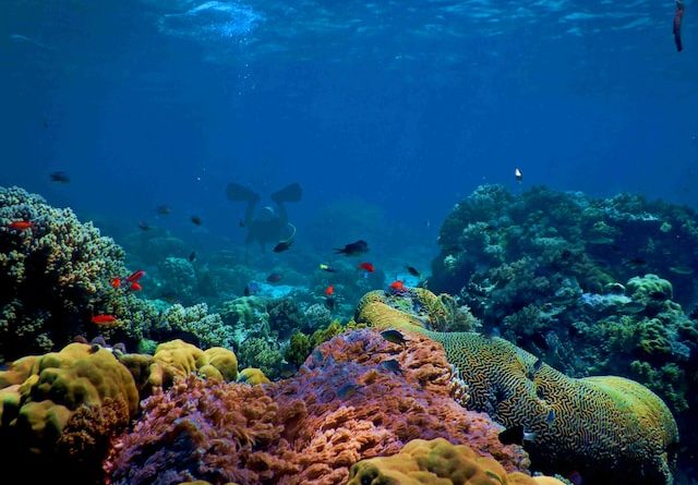 manfaat utama terumbu karang