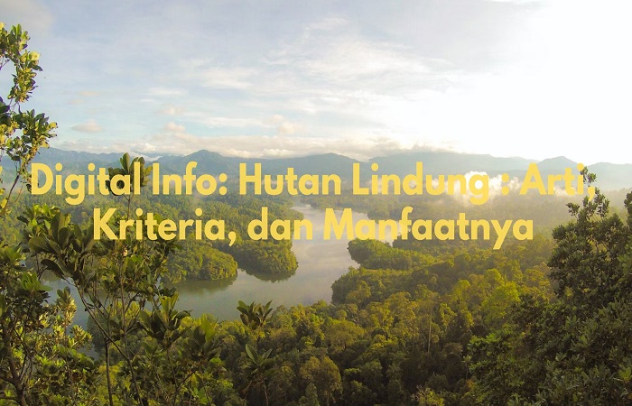 Hutan Lindung : Arti, Kriteria, Dan Manfaatnya - Digital Info